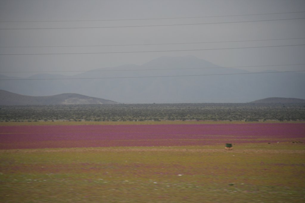 thefloweringdesert.jpg