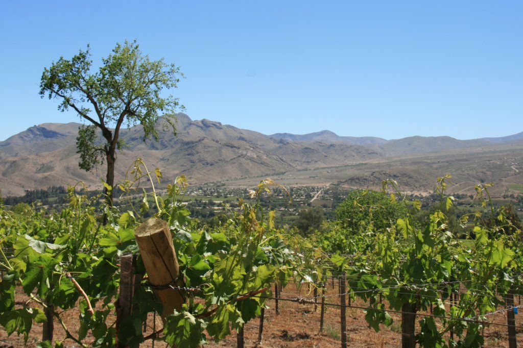 elquivalleyvineyard.jpg